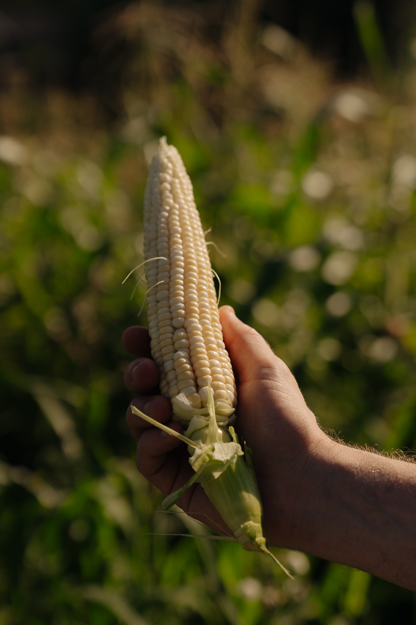 Restaurant Flore in Amsterdam – conscious fine dining with seasonal and sustainable ingredients.